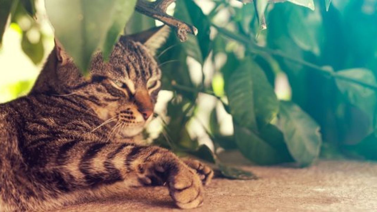 Фото до новини