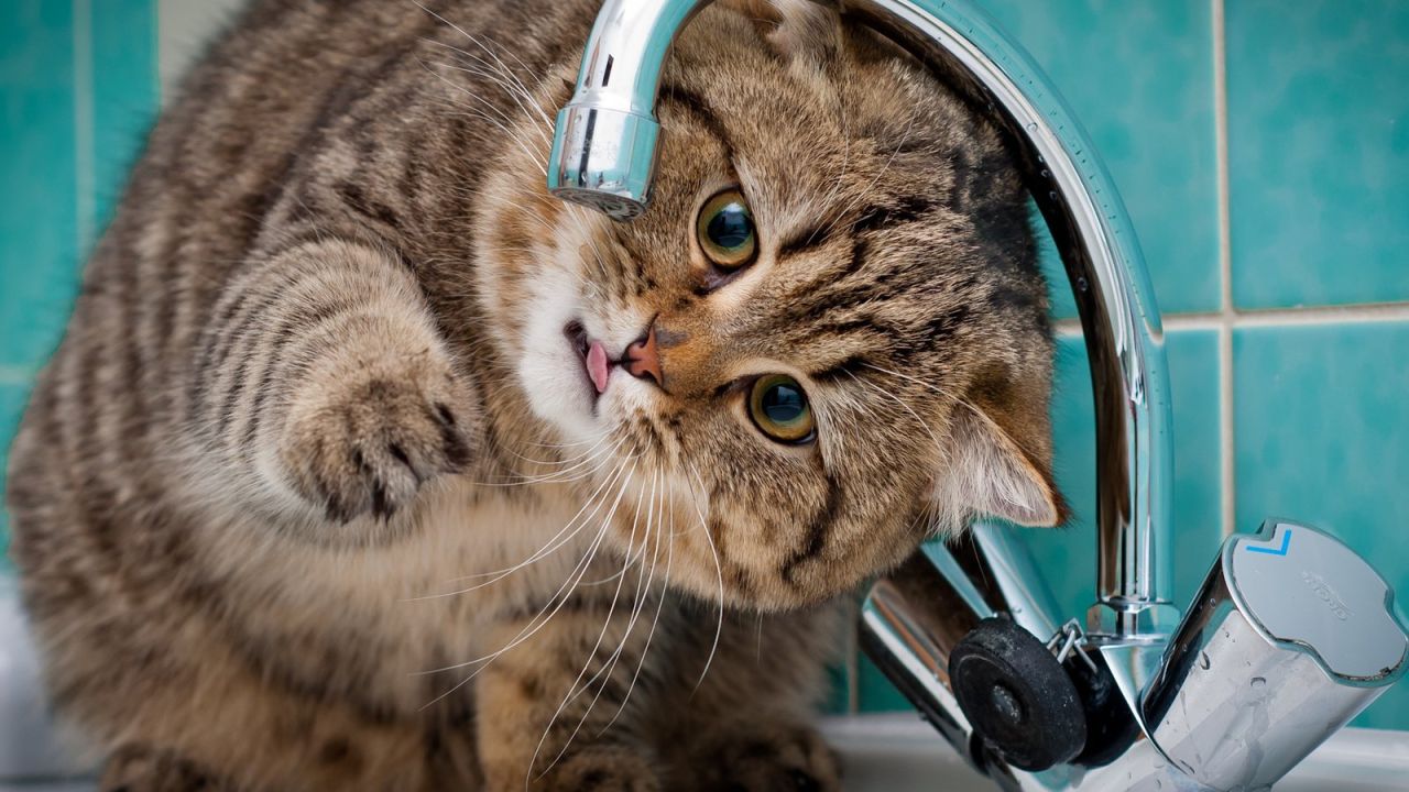 Фото до новини