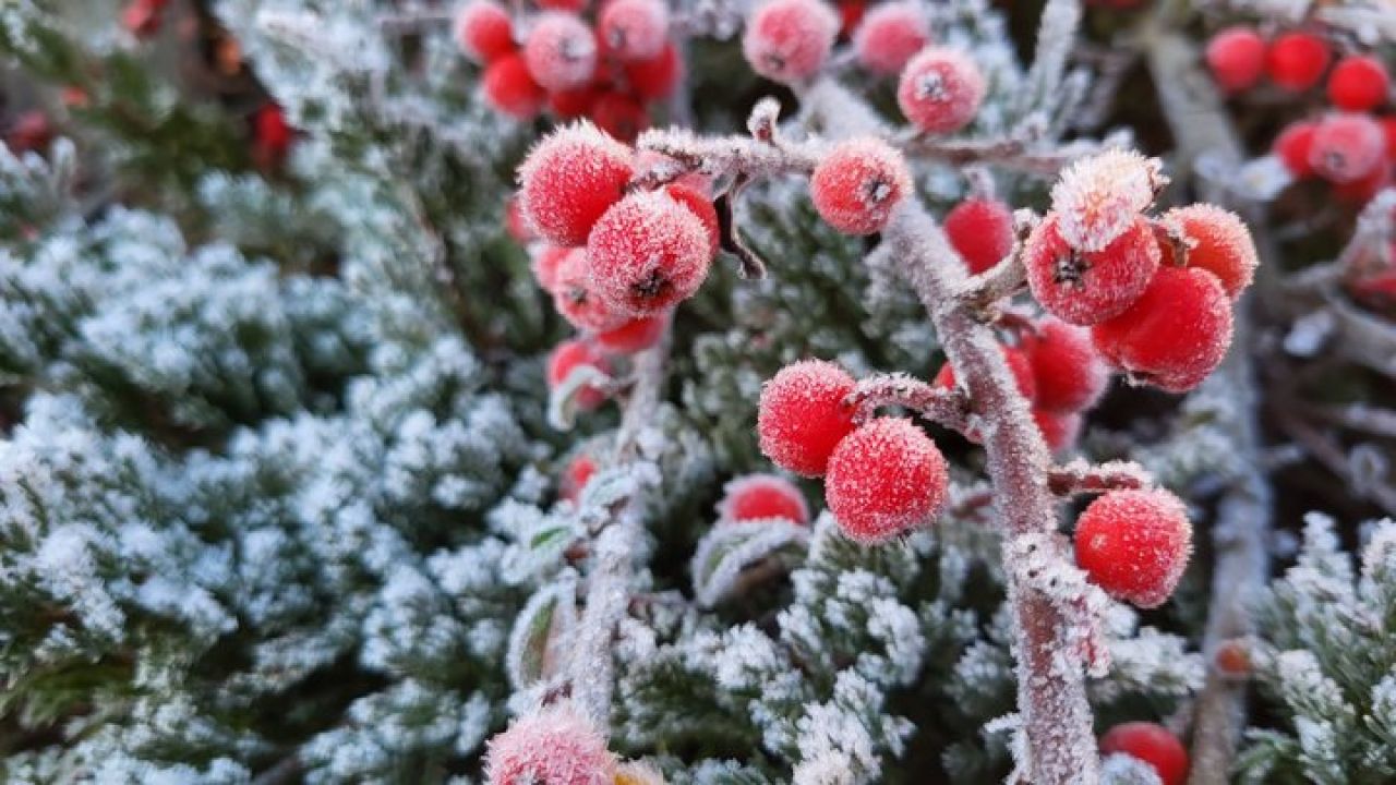 Фото до новини