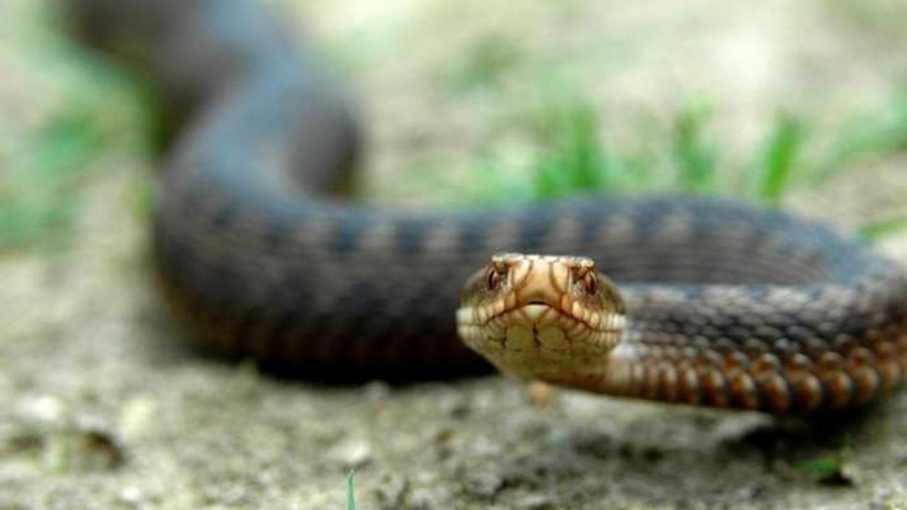 Фото до новини