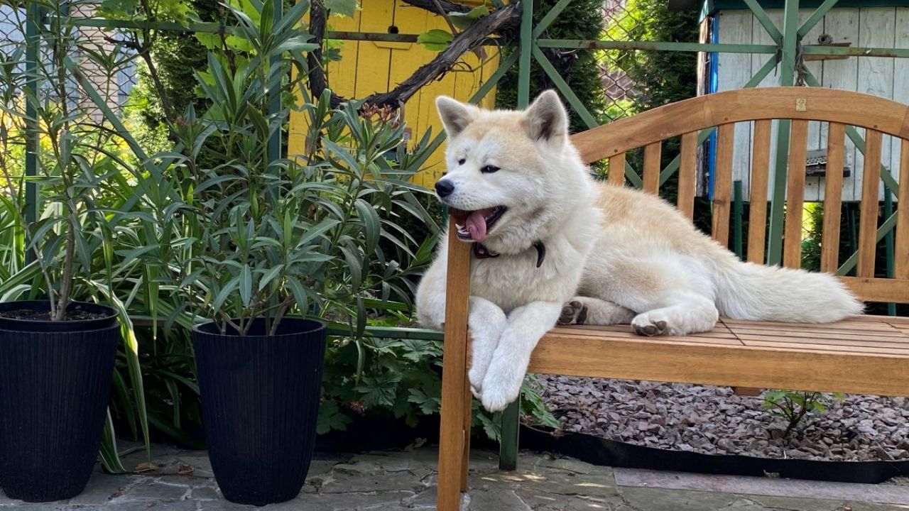 Фото до новини