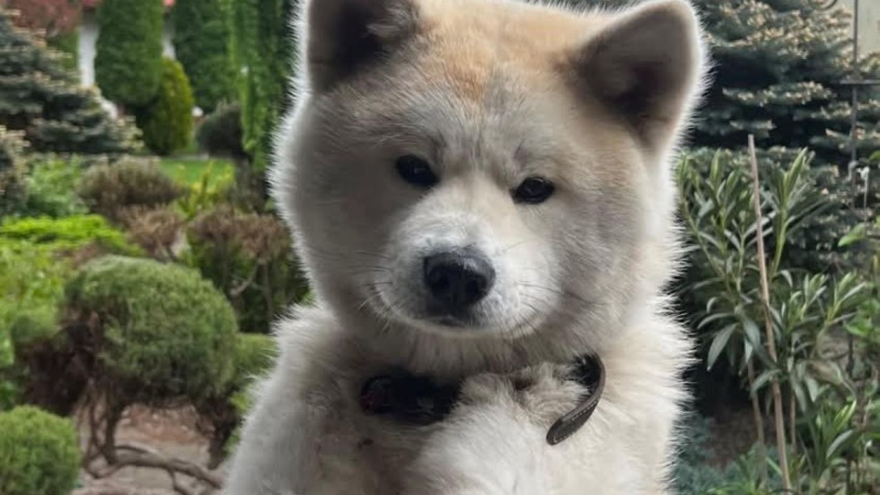 Фото до новини