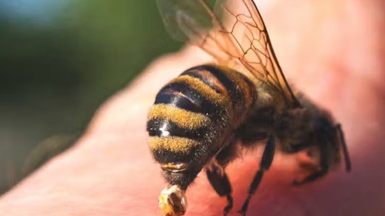 Фото до новини