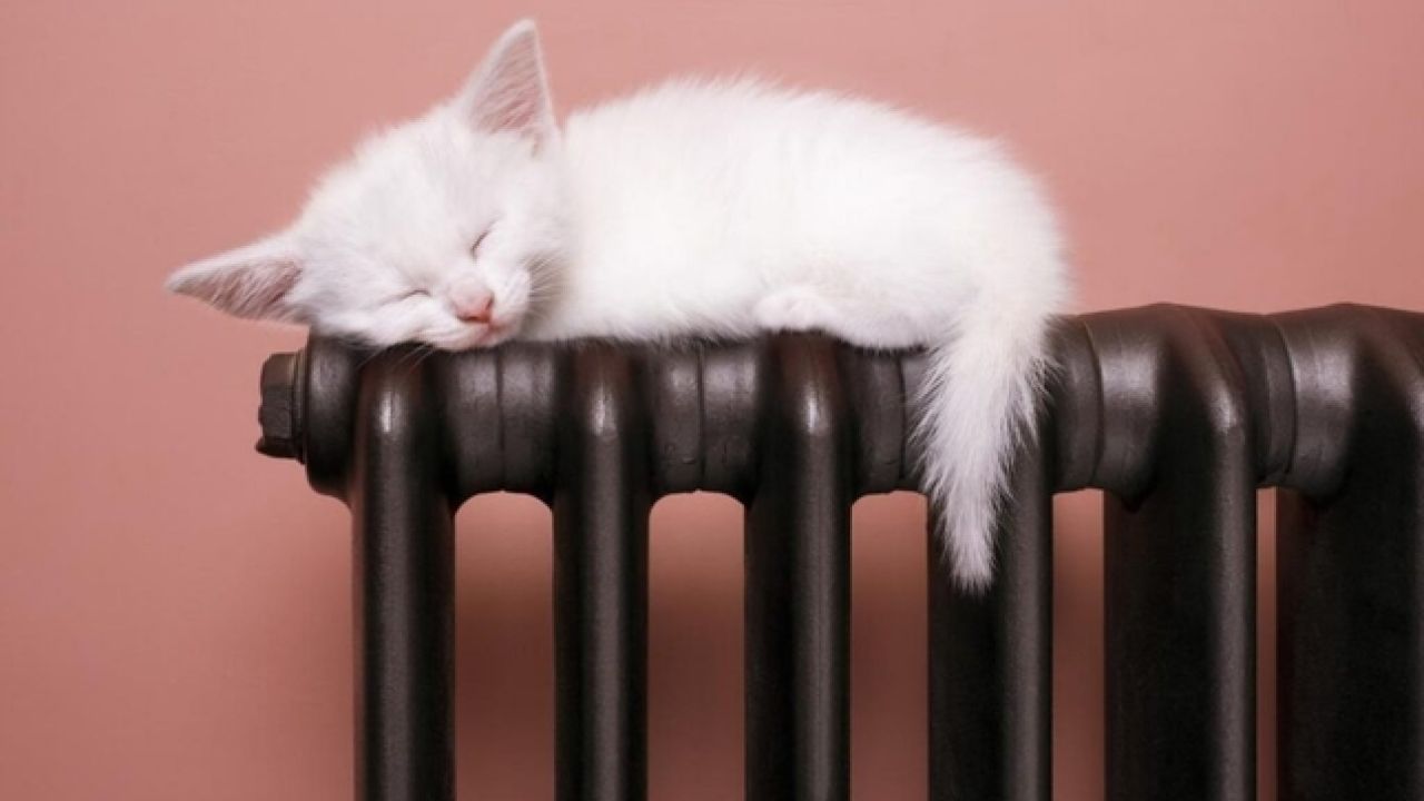 Фото до новини