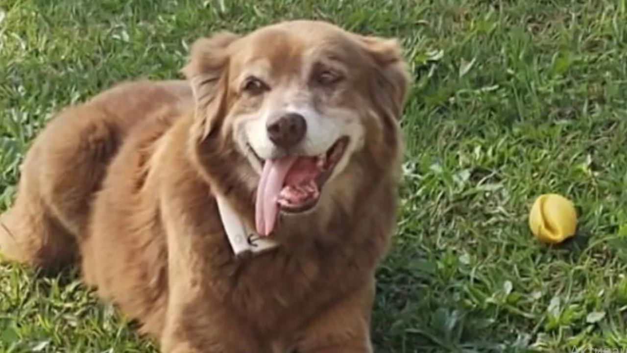 Фото до новини