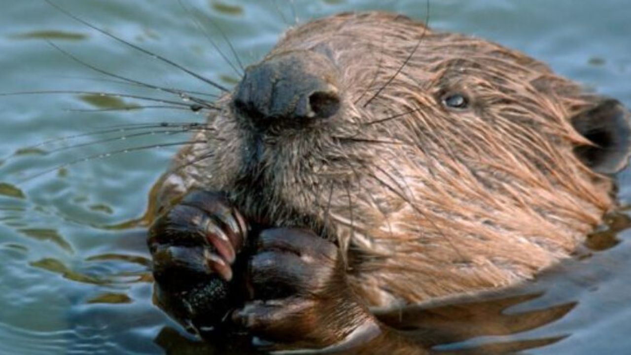 Фото до новини