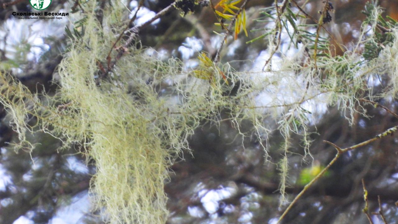 Фото до новини