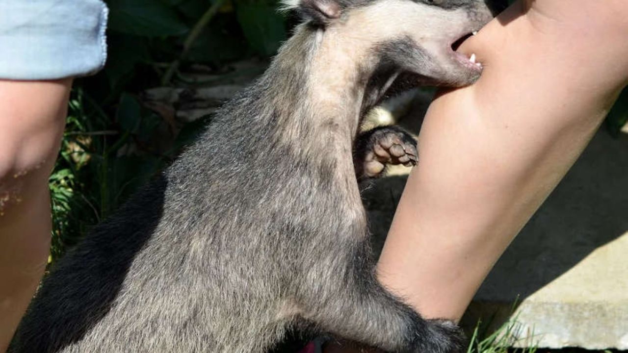 Фото до новини