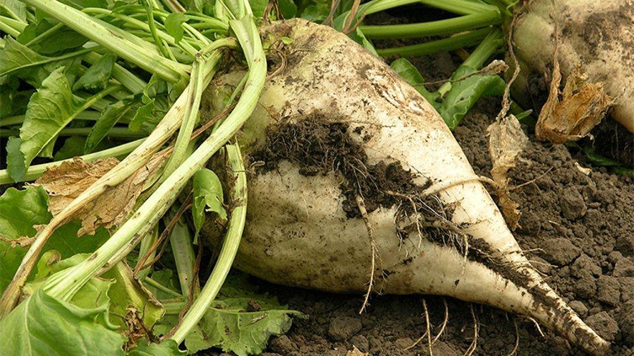 Фото до новини