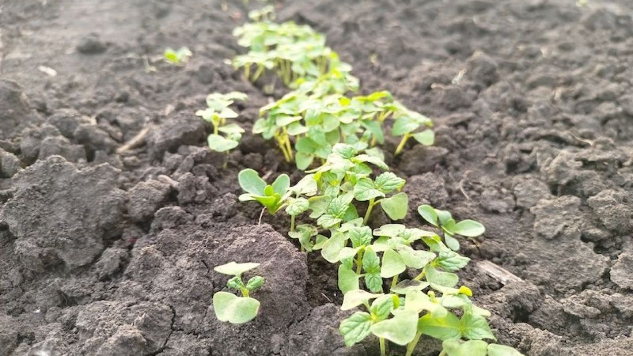 Фото до новини