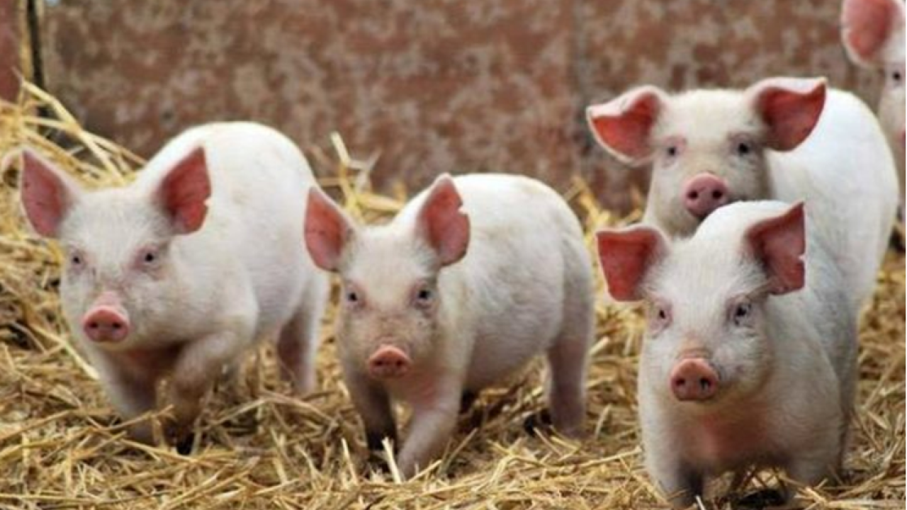 Фото до новини