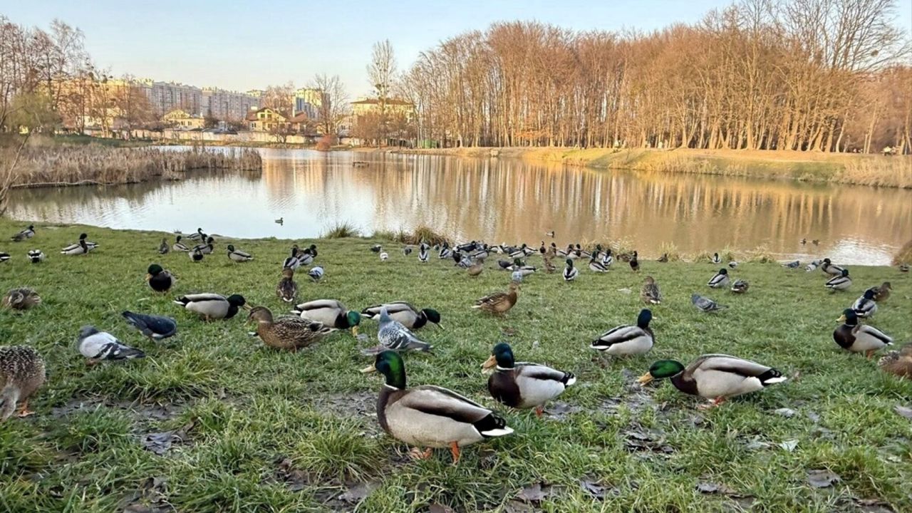 Фото до новини