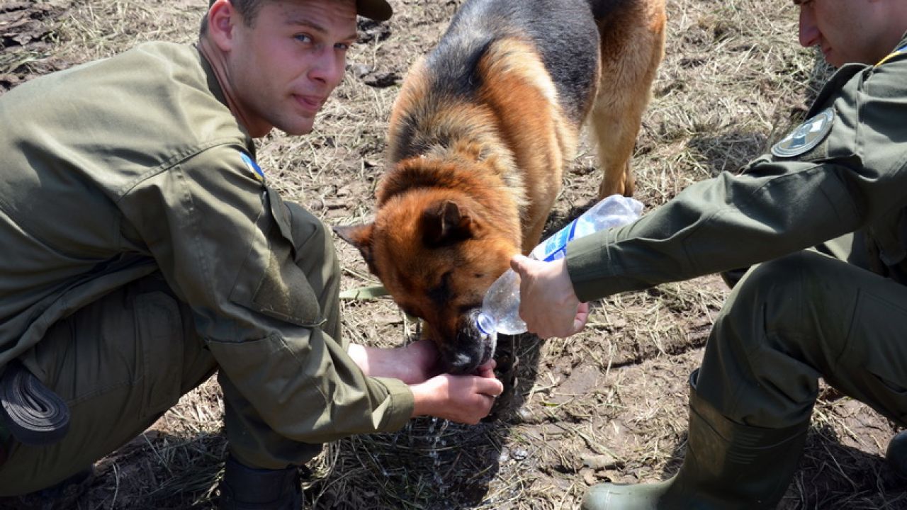Фото до новини