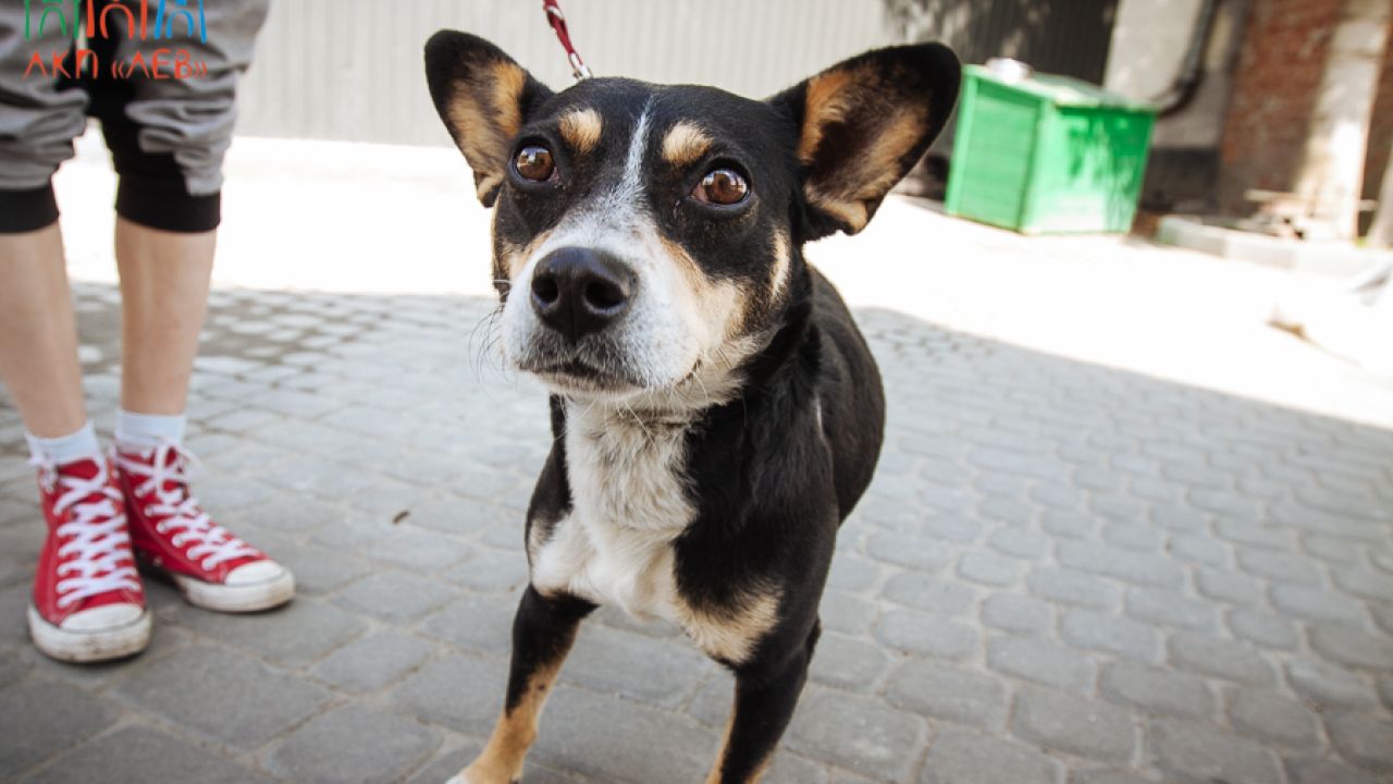 Фото до новини