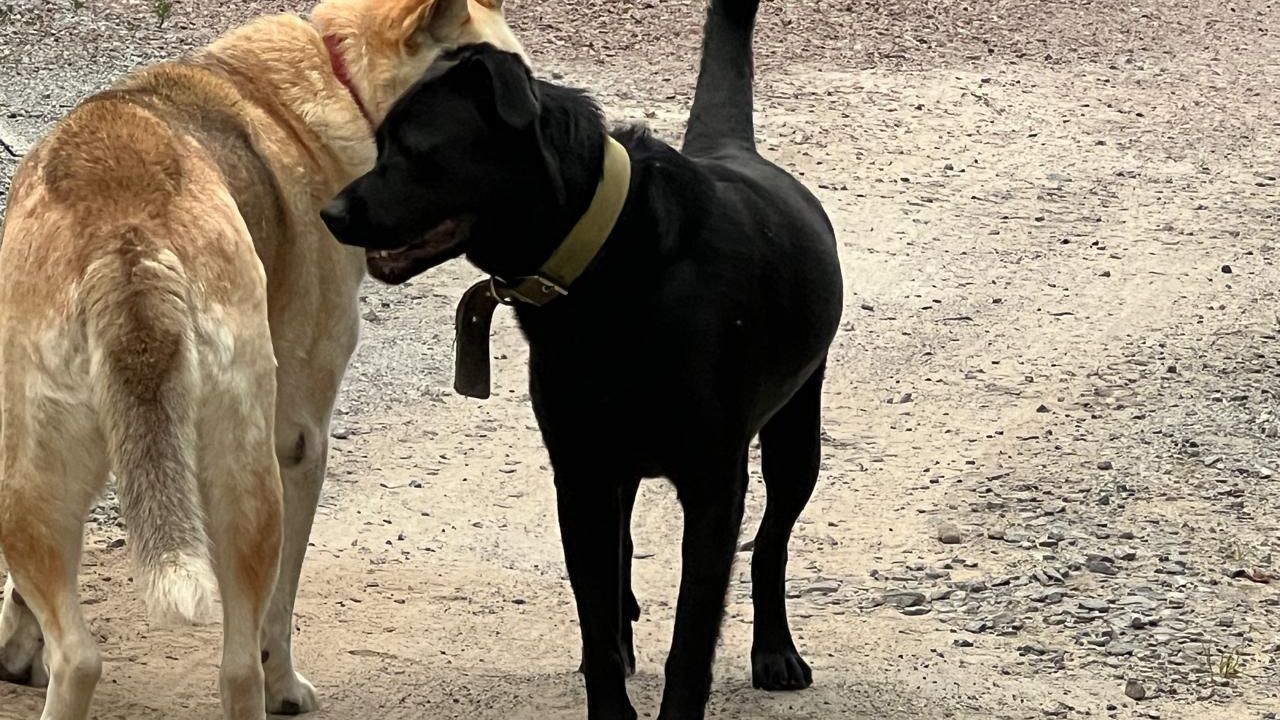 Фото до новини