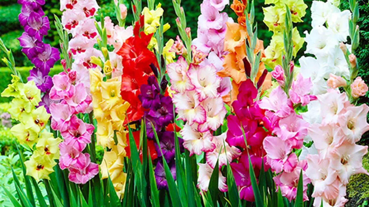 Фото до новини