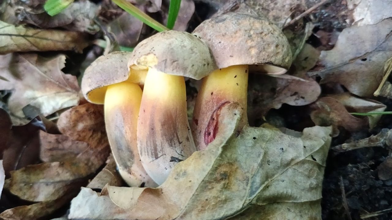 Фото до новини