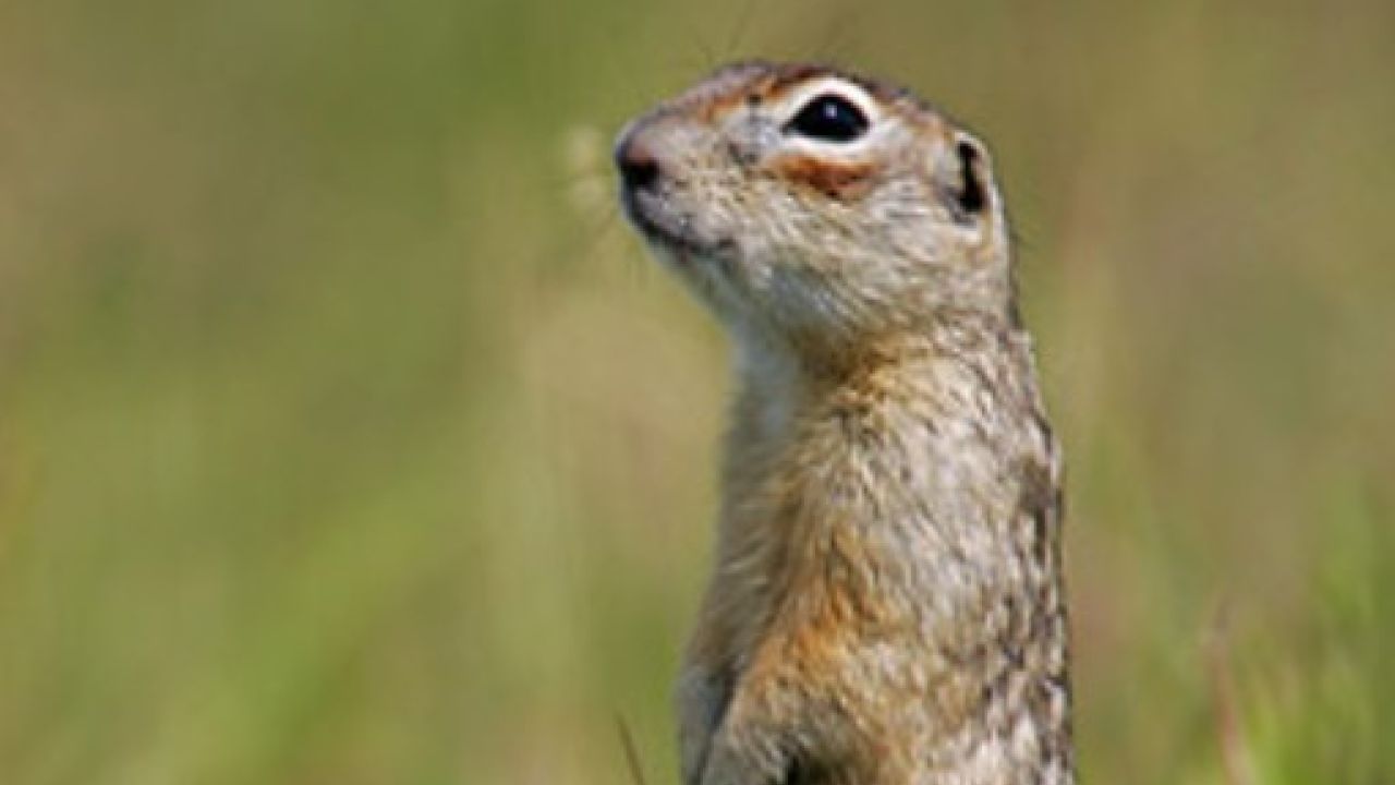 Фото до новини