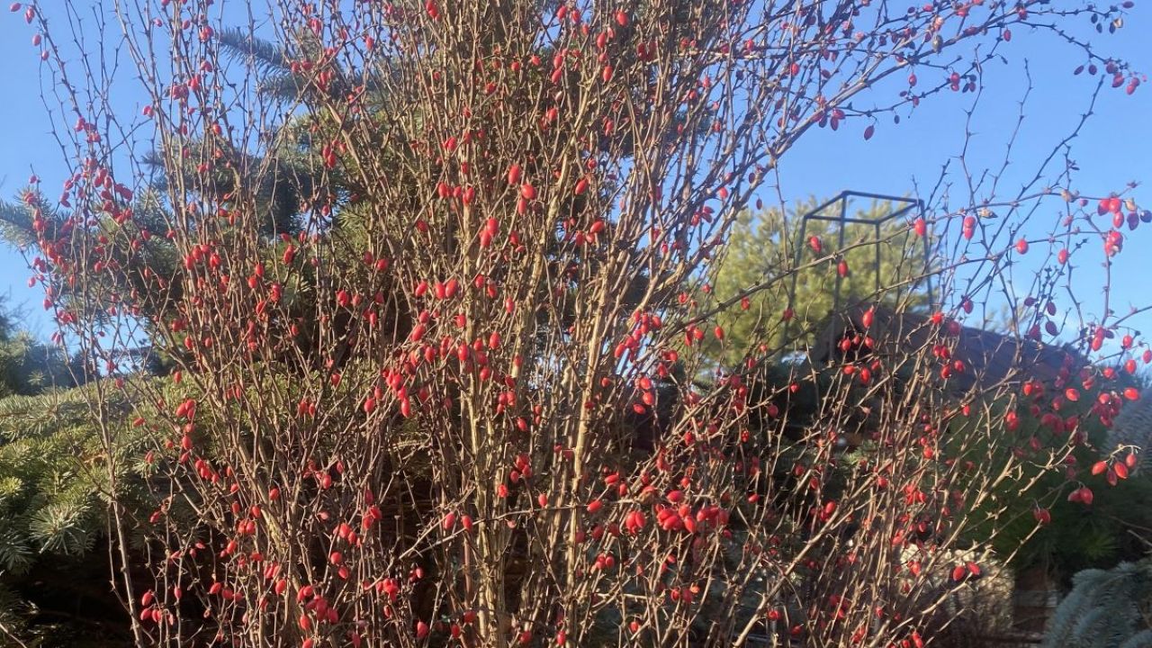 Фото до новини