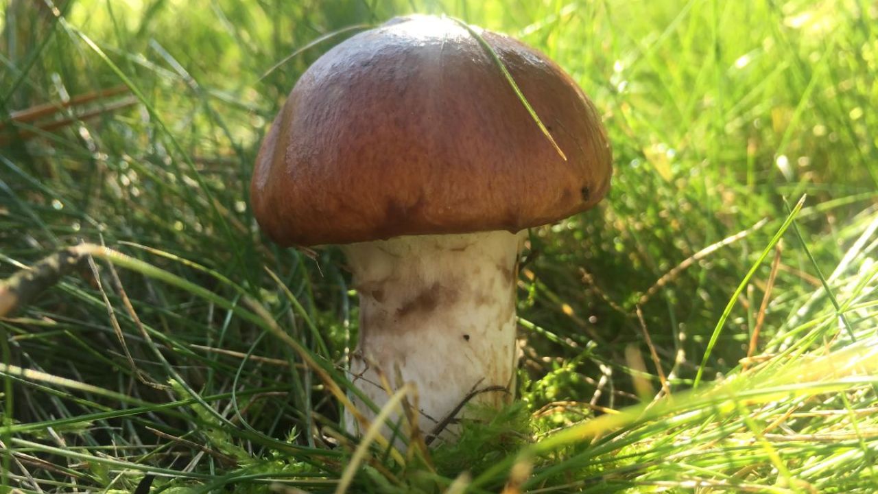 Фото до новини