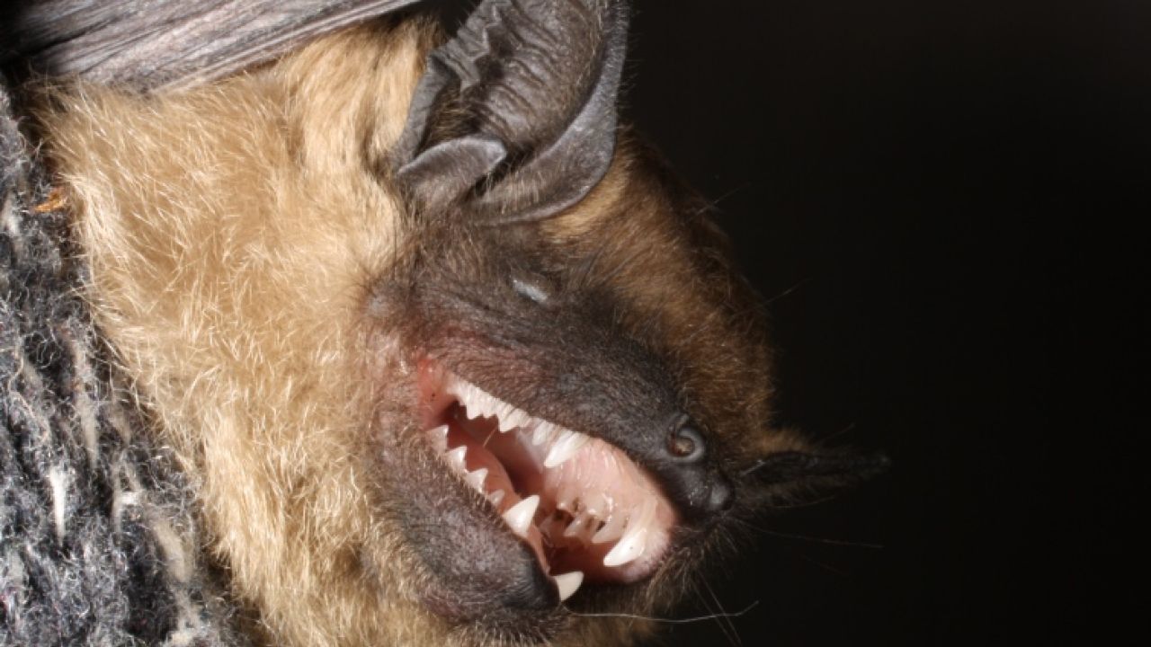 Фото до новини