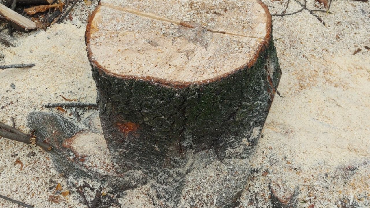 Фото до новини