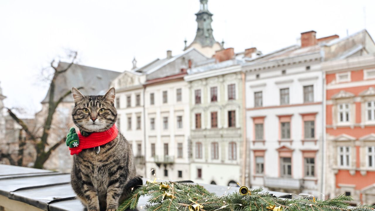 Фото до новини