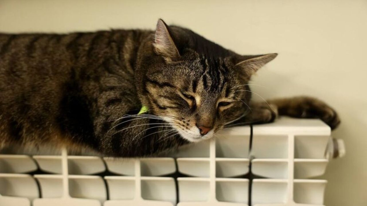 Фото до новини