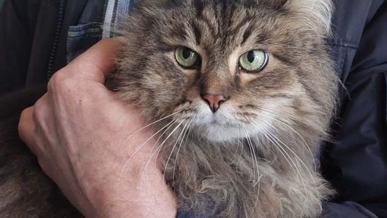 Фото до новини