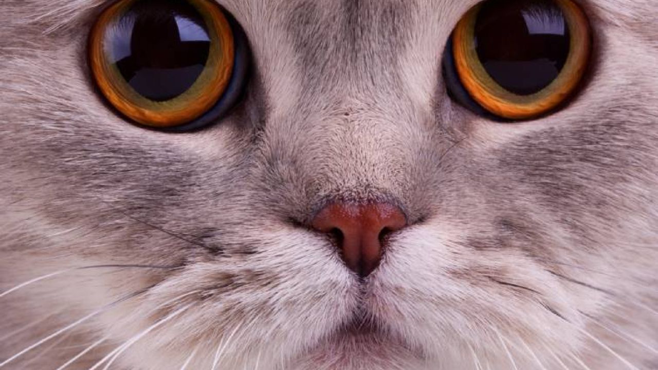 Фото до новини