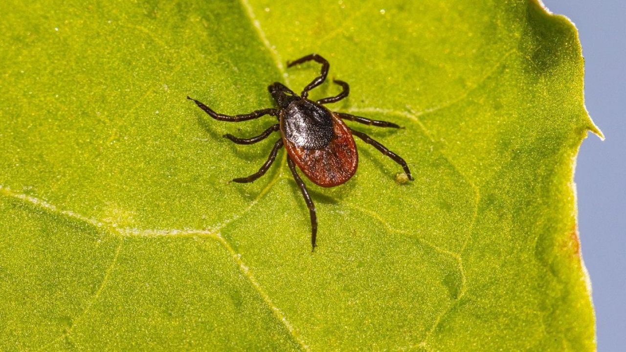 Фото до новини