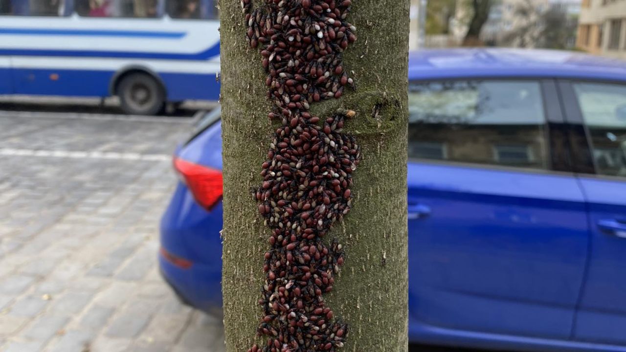 Фото до новини