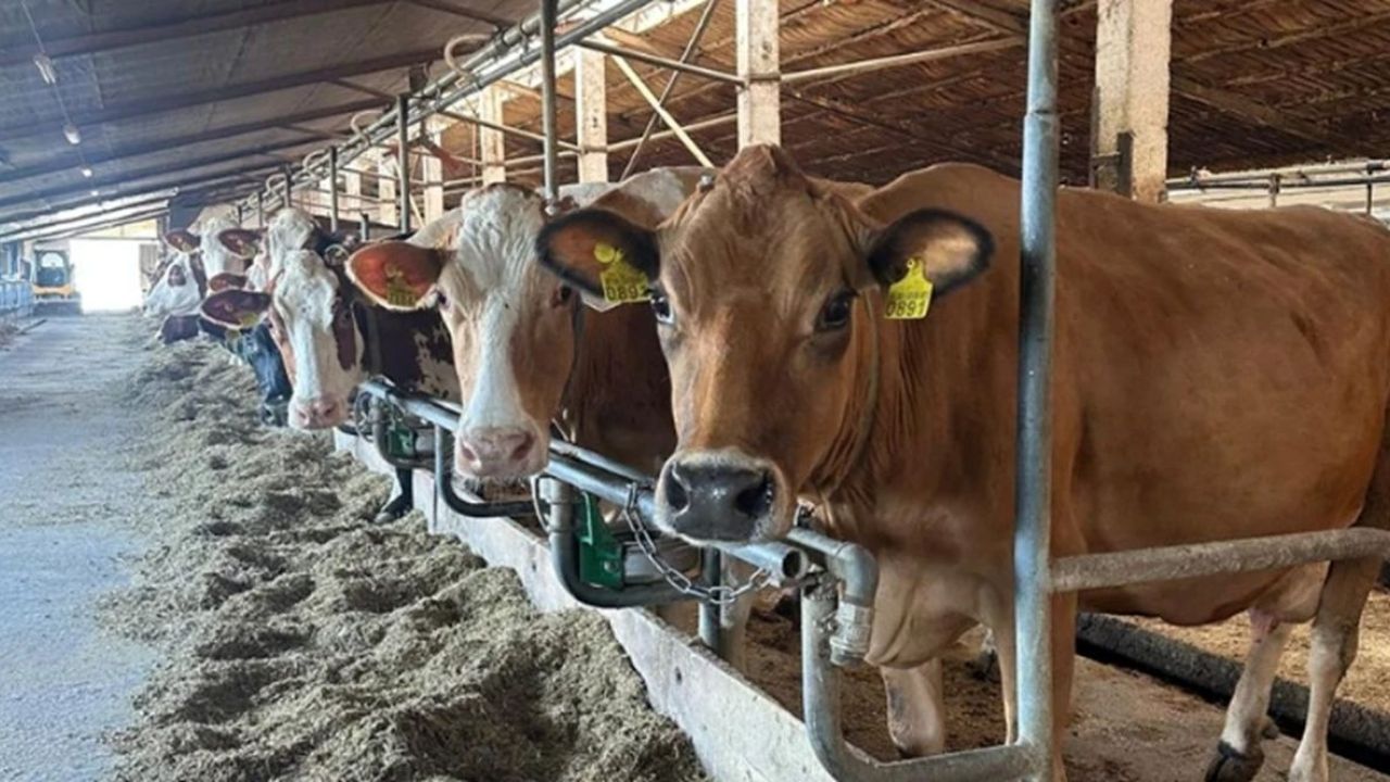 Фото до новини