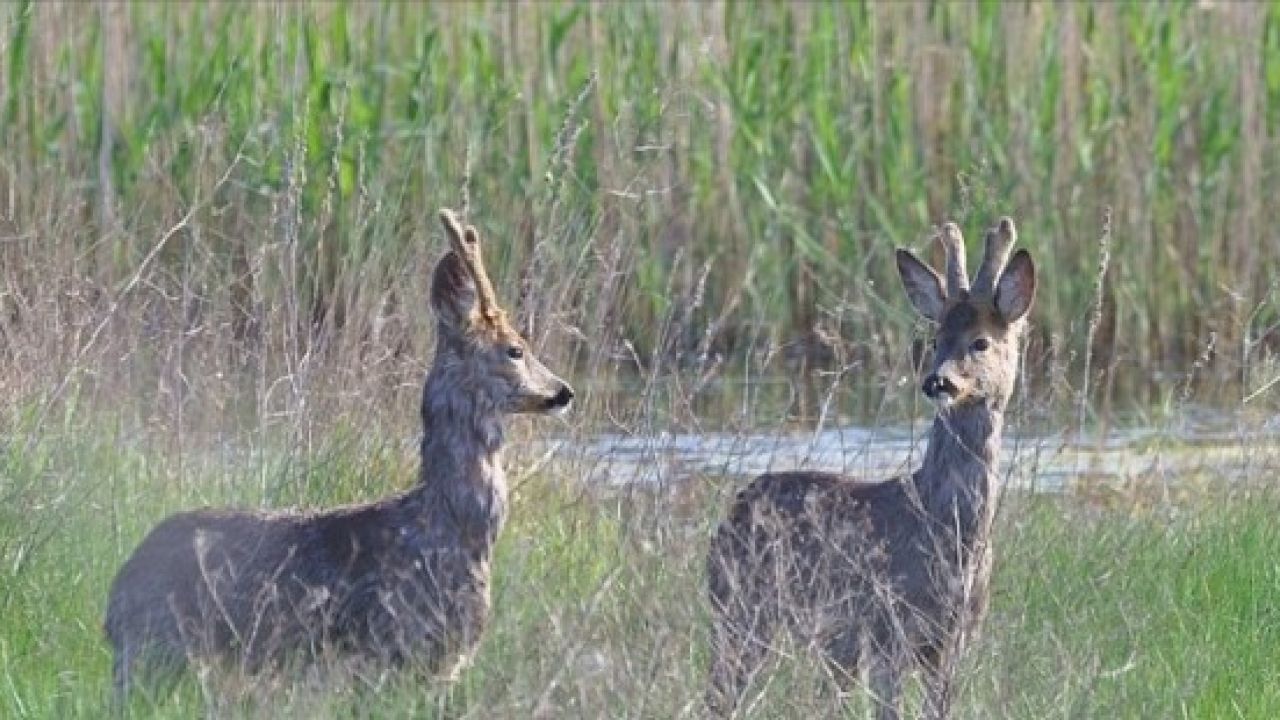 Фото до новини