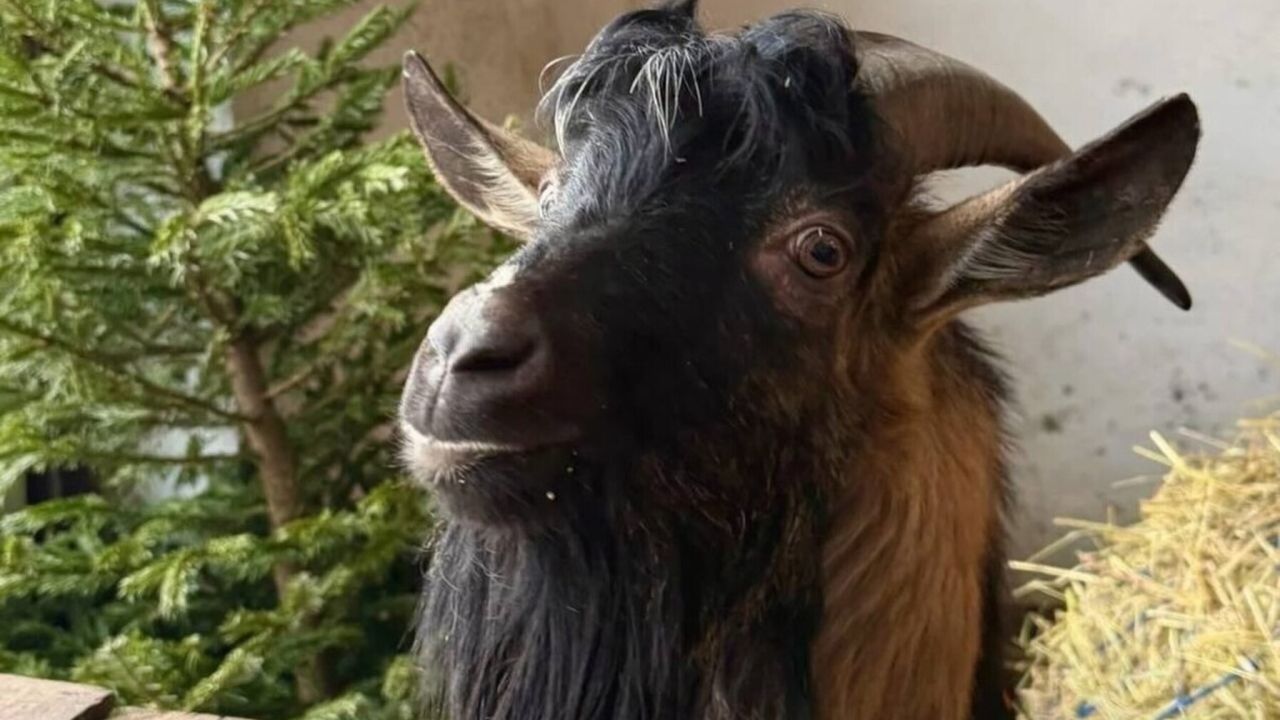 Фото до новини