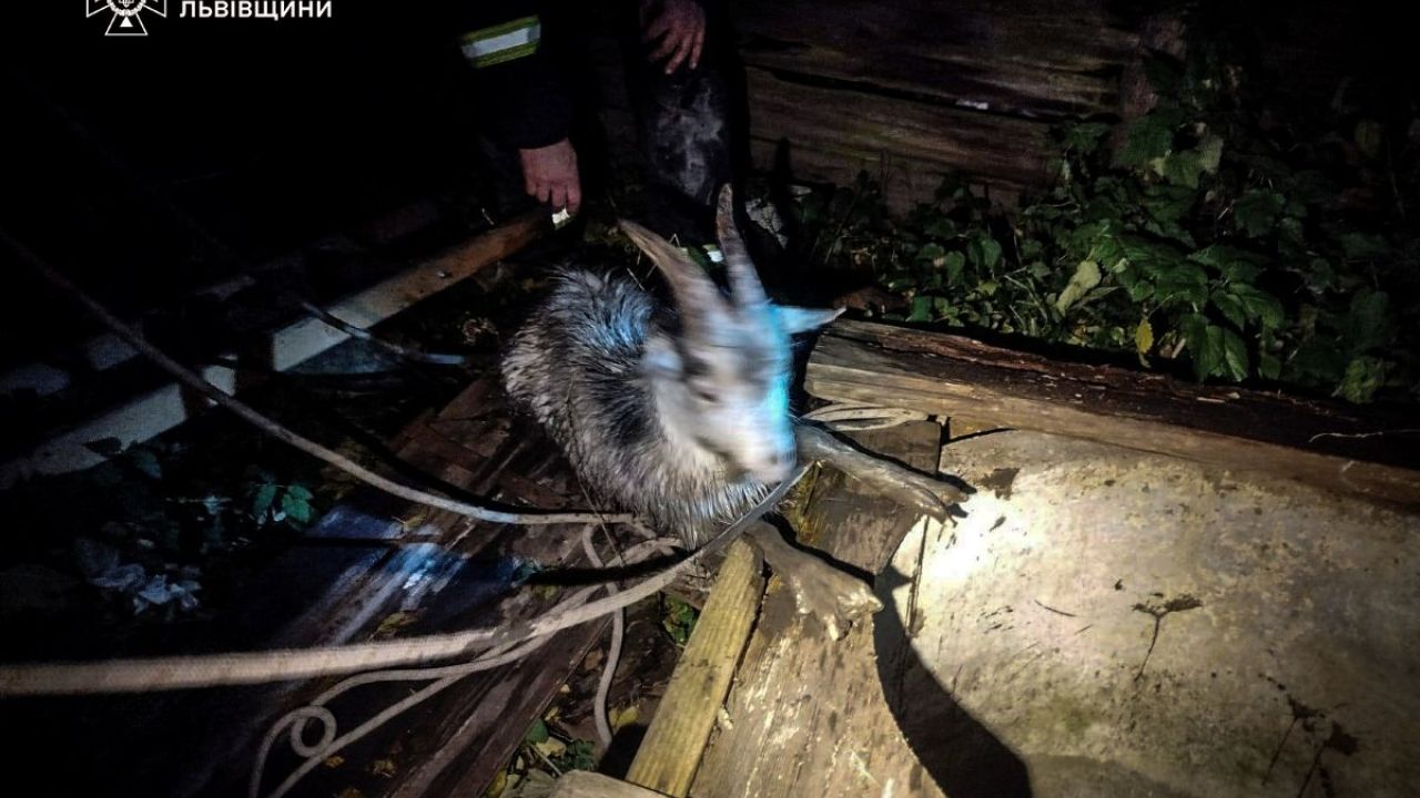 Фото до новини