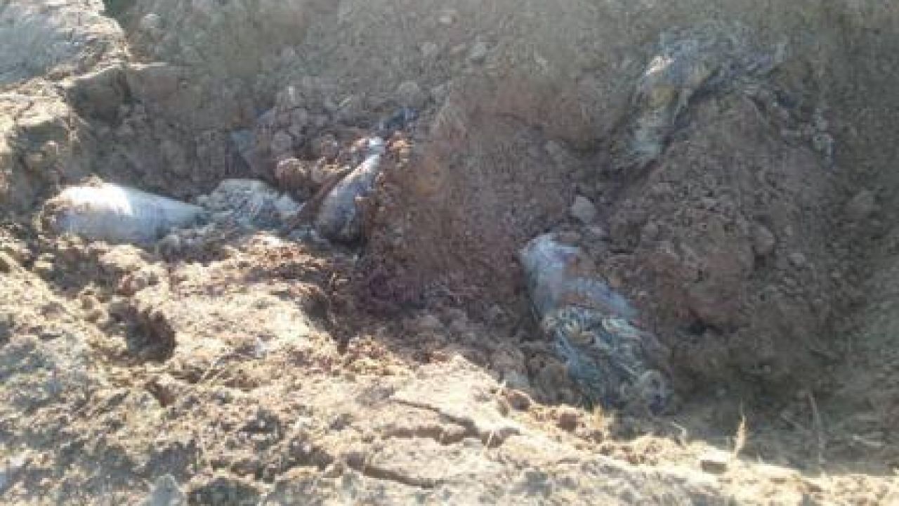 Фото до новини