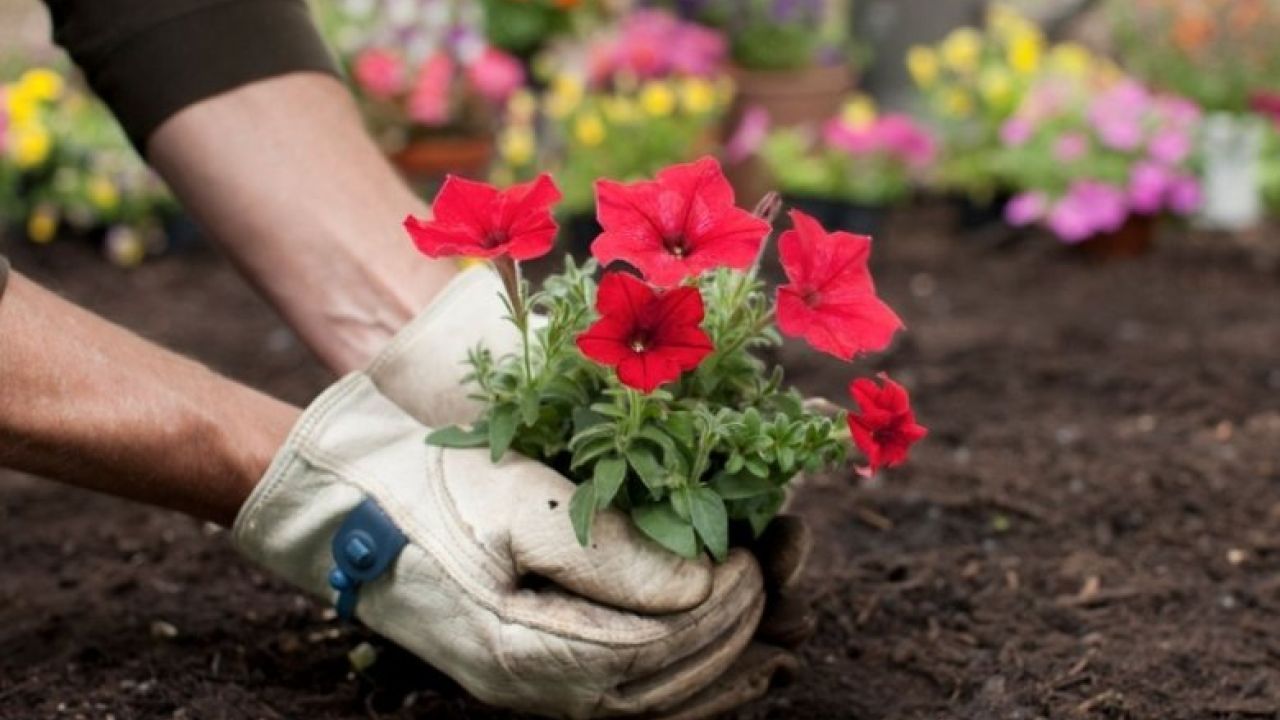 Фото до новини