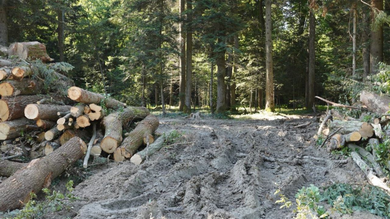 Фото до новини