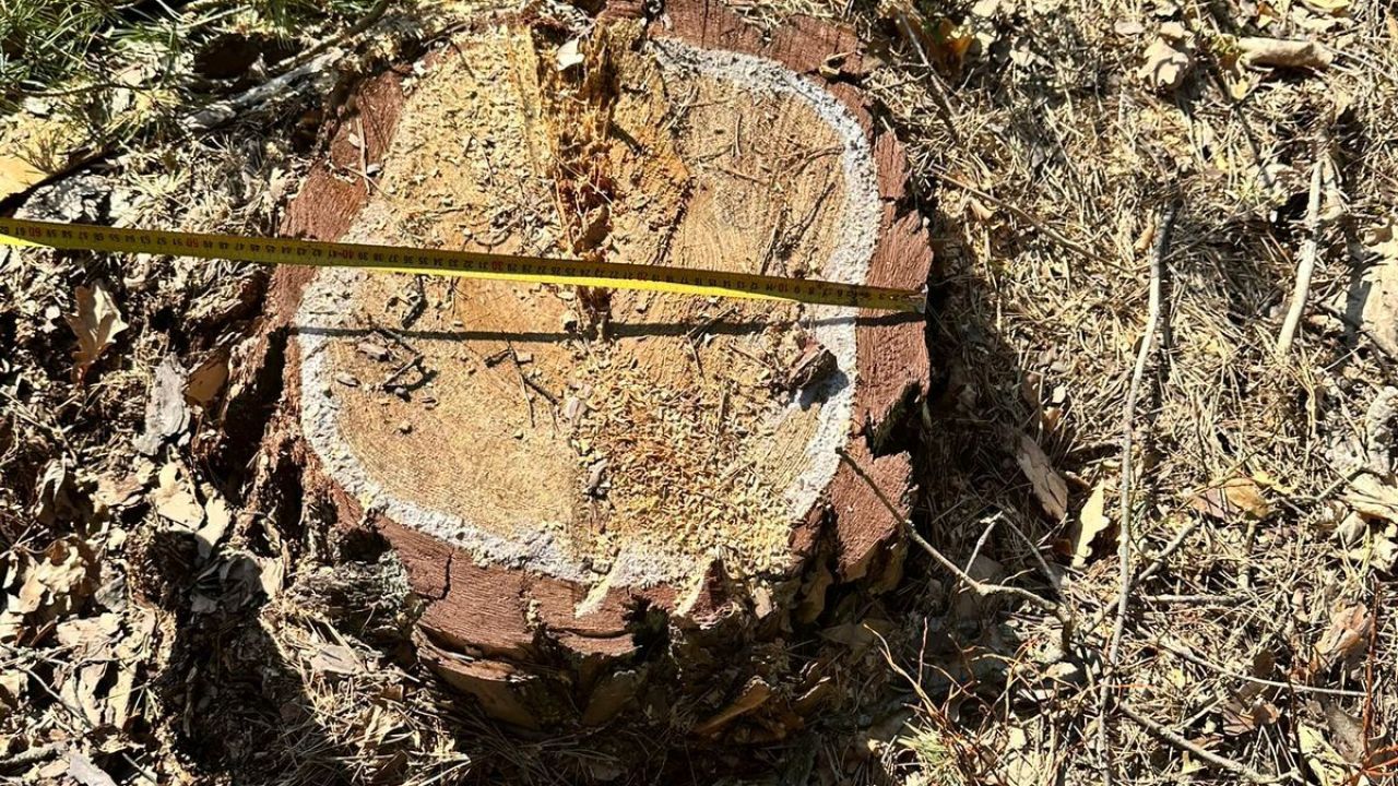 Фото до новини