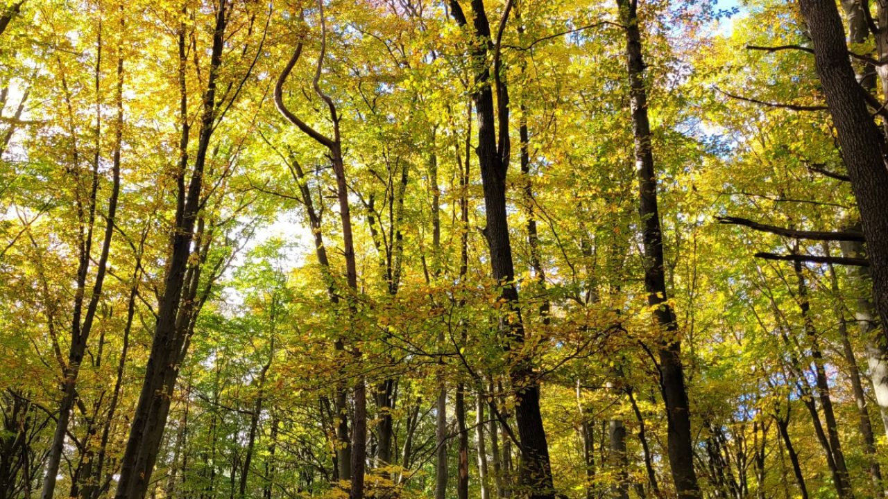 Фото до новини