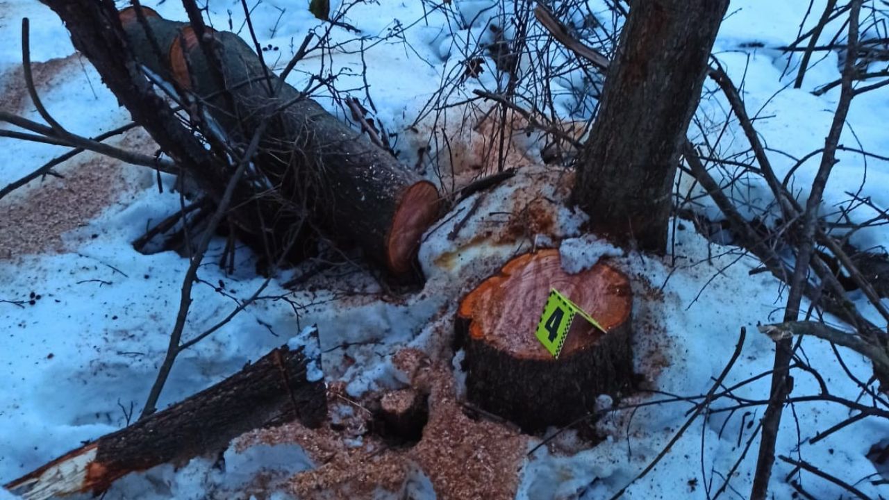 Фото до новини