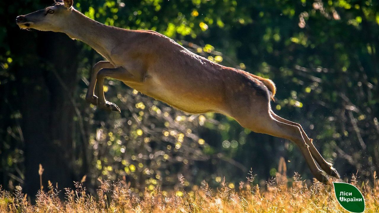 Фото до новини