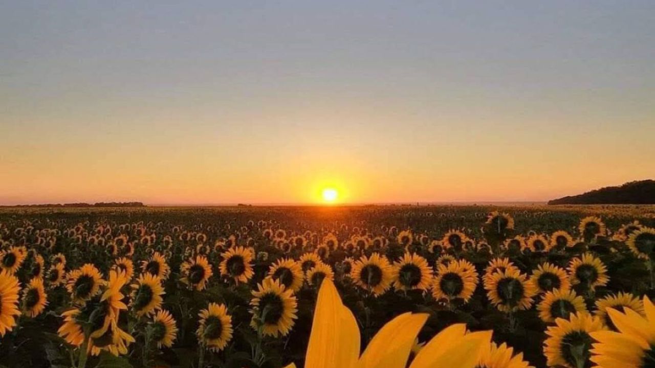 Фото до новини