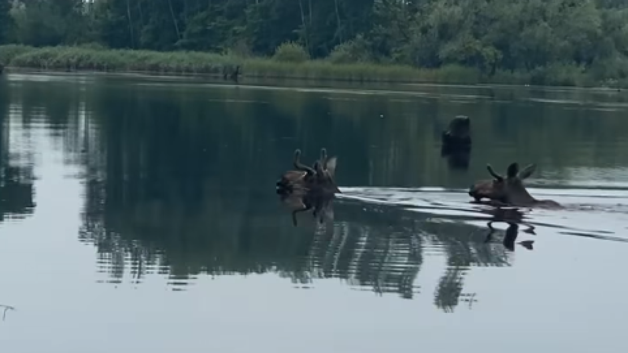 Фото до новини