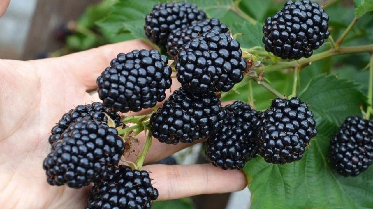 Фото до новини