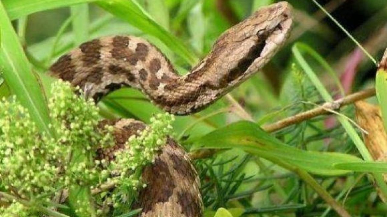 Фото до новини