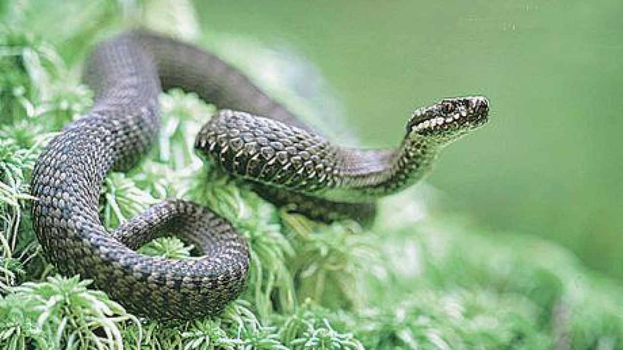 Фото до новини