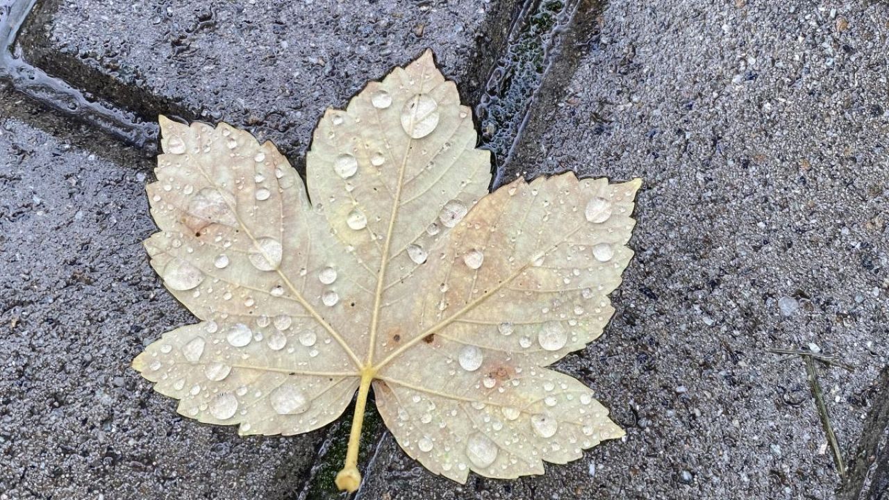 Фото до новини