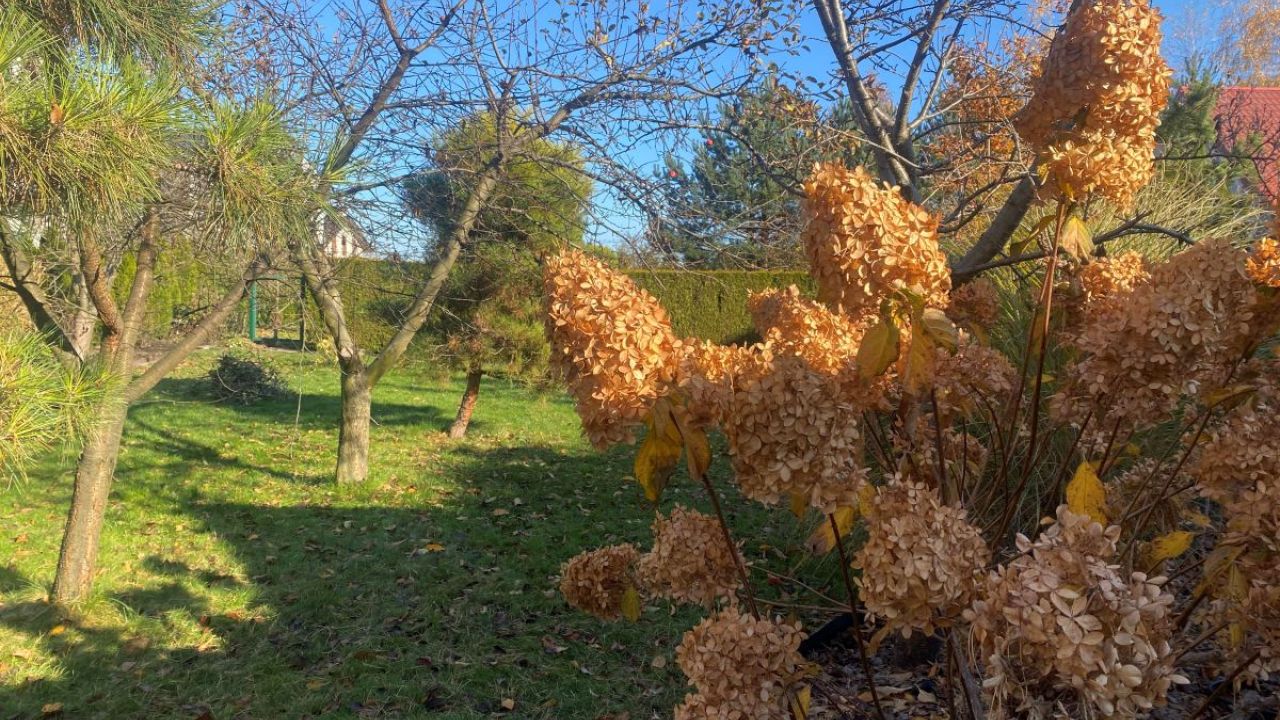 Фото до новини